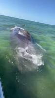 Second whale dies in Florida Keys waters