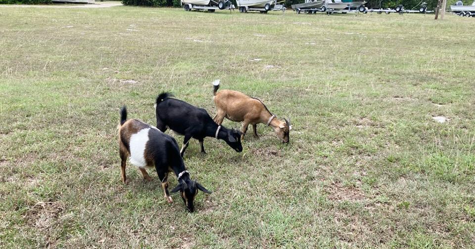 Three goats turn up at Everglades station