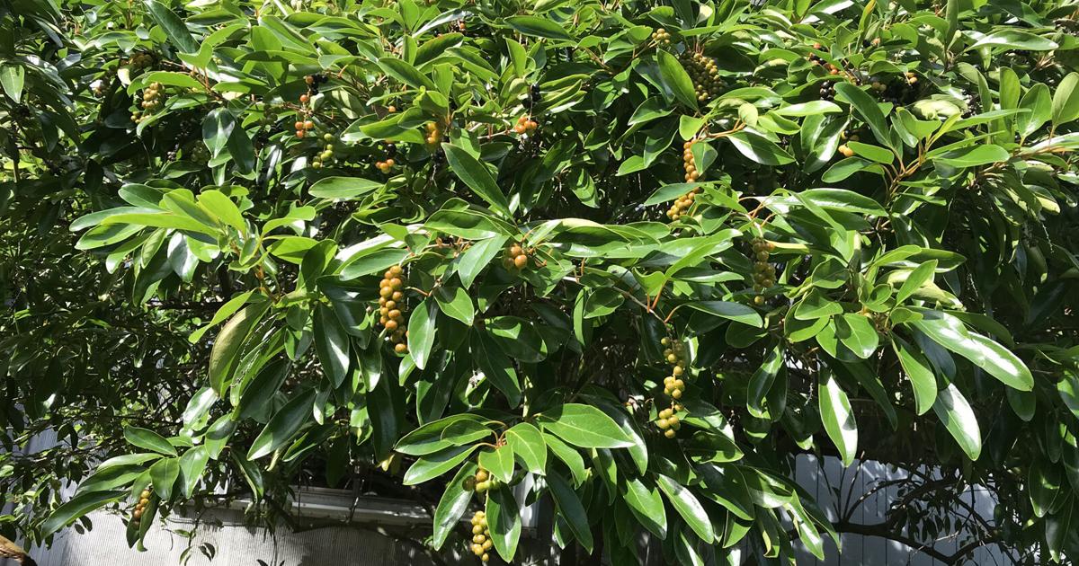 Fuffluf Tree Fiddlewood: Shrub's soul but tree's stature | Columns | keysnews.com