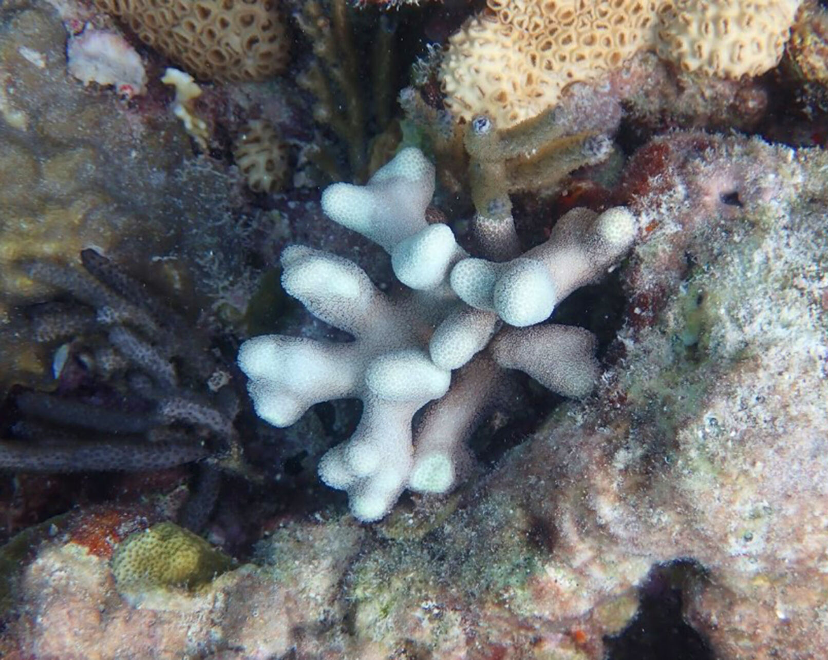 Scientists embark on 10-day coral cruise | Local News | keysnews.com
