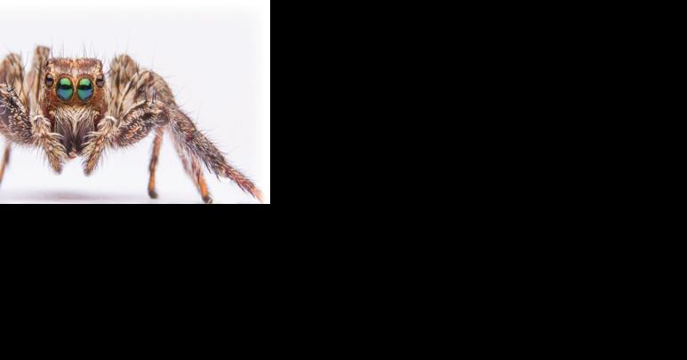 The ways insects benefit our yards - Vimarsana News