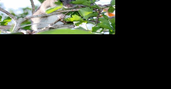 Key Largo tree planting to help Florida Keys species - Vimarsana News