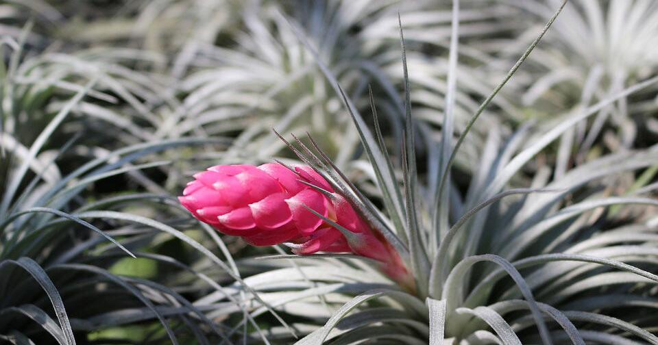 Air plants are error-free
