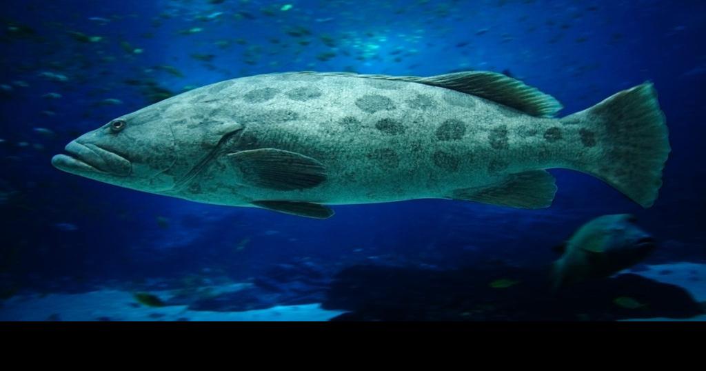 Gag grouper input wanted from anglers and divers | Mile Markers ...