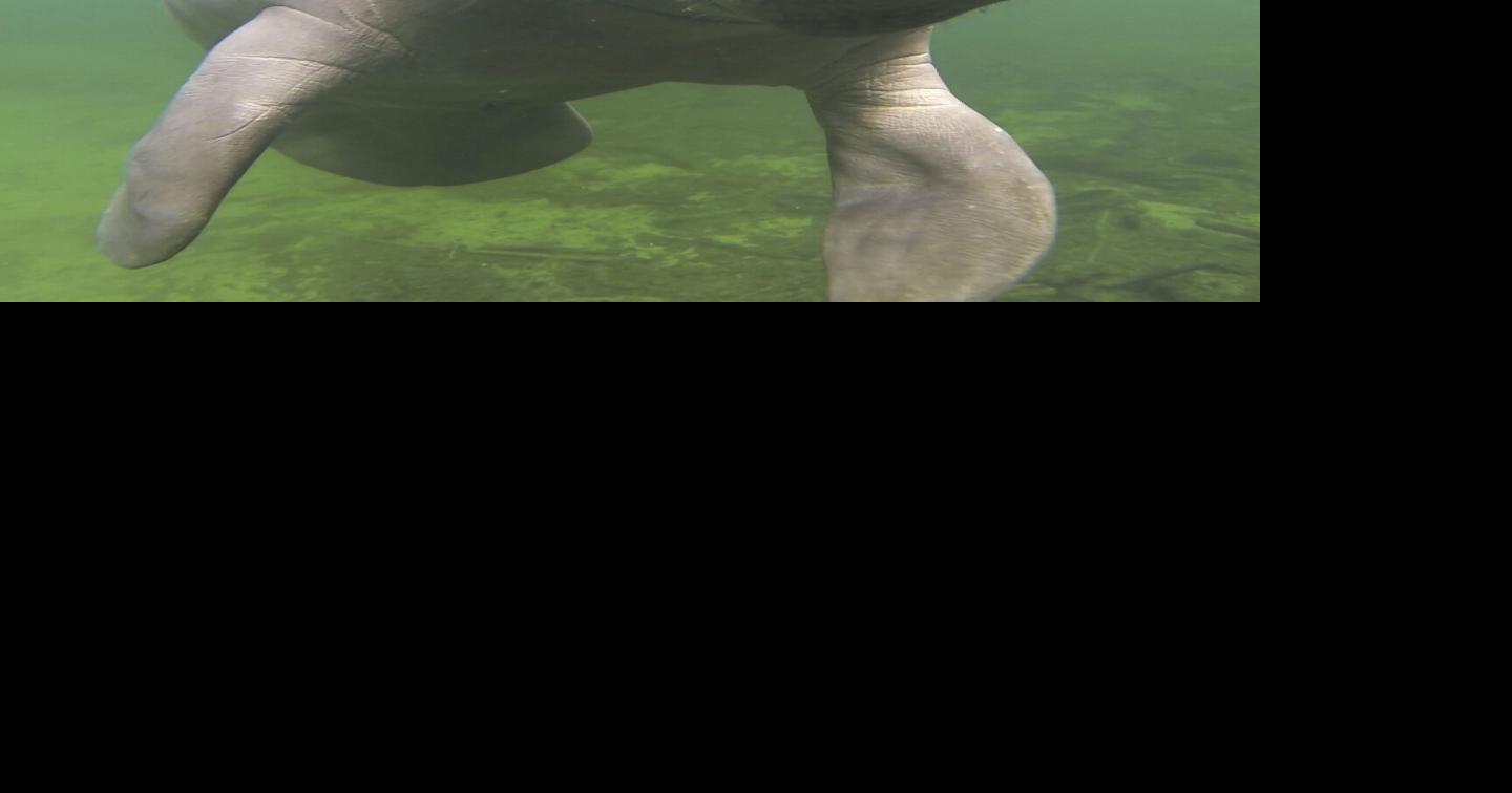 Manatee status could spur lawsuit | Government / Politics | keysnews.com