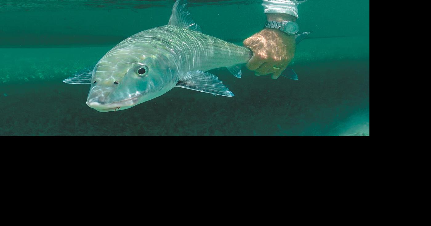 Study to map bonefish spawning locations | Local News | keysnews.com