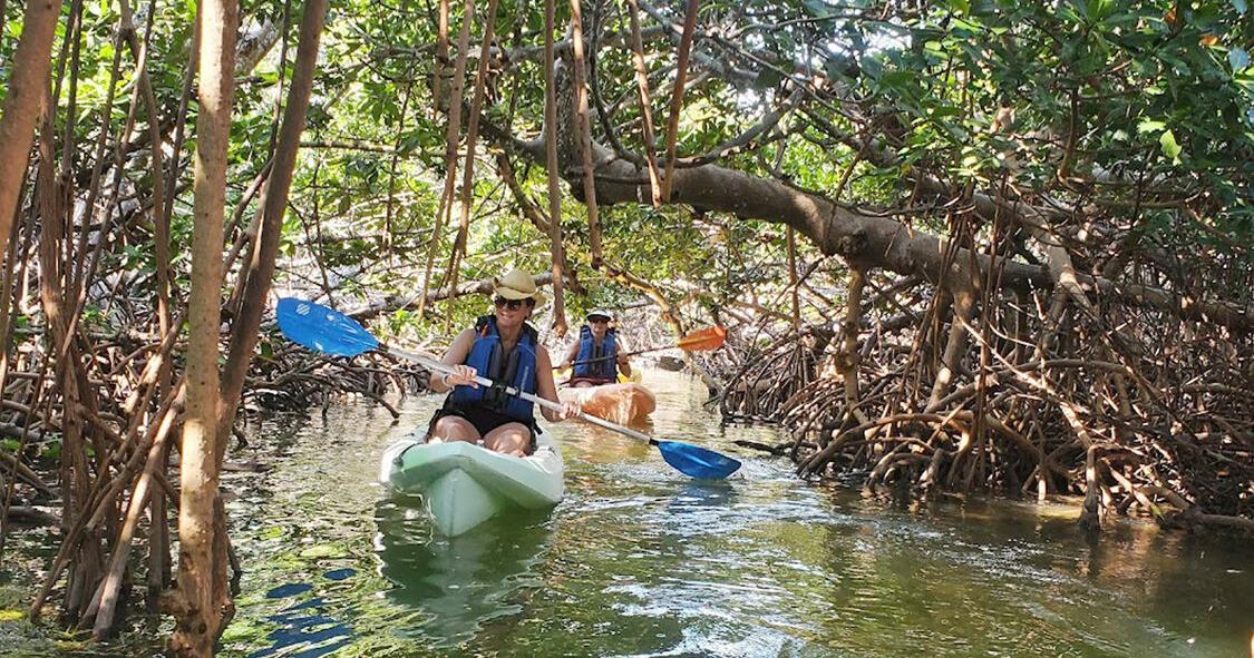 Magical, majestic mangroves