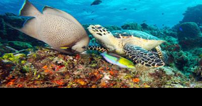 Underwater Photography Gallery combines art, advocacy - Vimarsana News