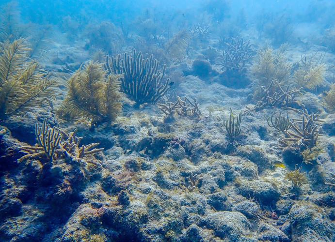 Record coral out-planting occurs off Florida | Local News | keysnews.com