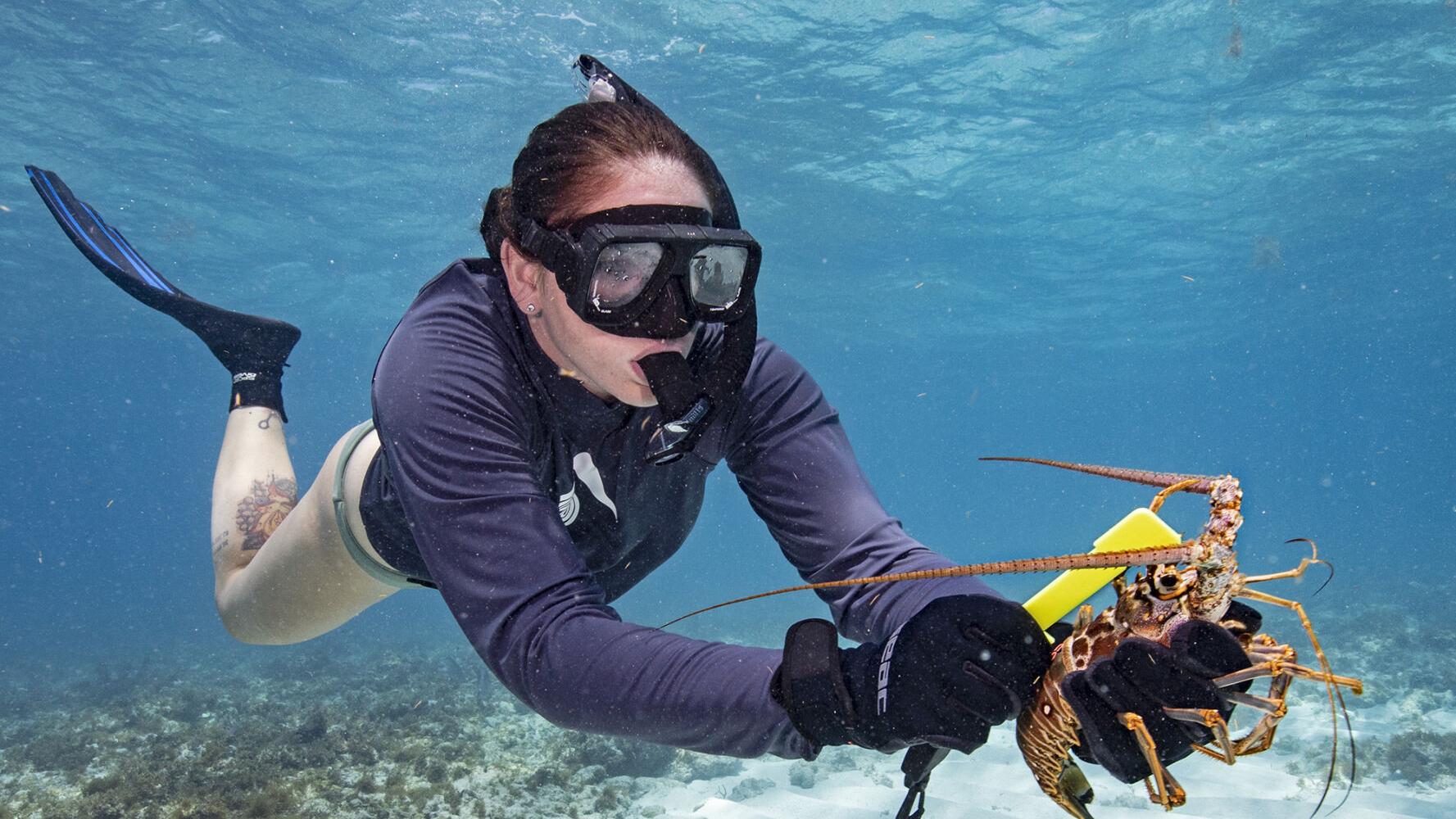 Lobster mini-season starts Wednesday in Florida Keys - Vimarsana News