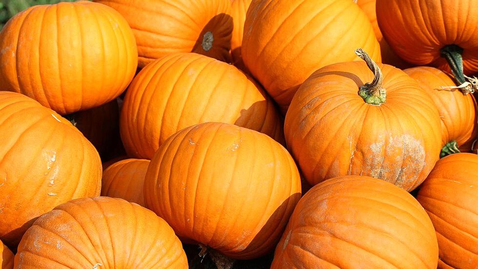 Orange Among Us With Pumpkin Love For Among Us Pumpkin Album On Imgur
