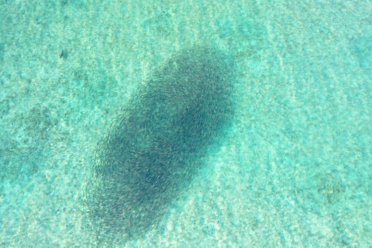 Study to map bonefish spawning locations | Local News | keysnews.com