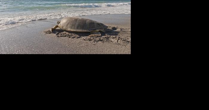 Sea turtle nesting has begun - Vimarsana News