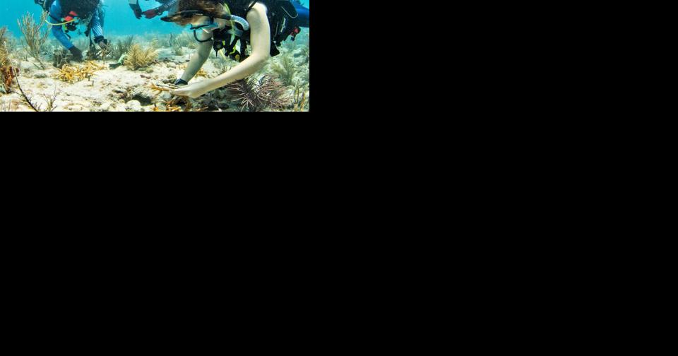 I.CARE enlisting 'army' of divers to save reef - Vimarsana News