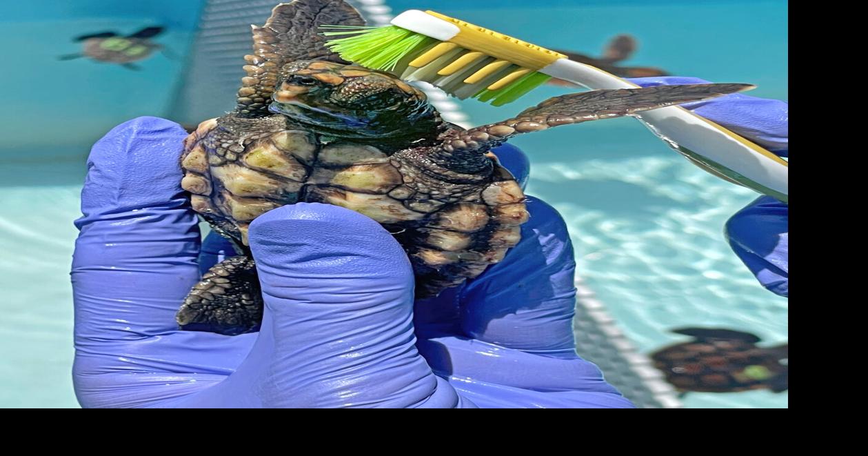 Turtle hatchling rescued during storm | Local News | keysnews.com