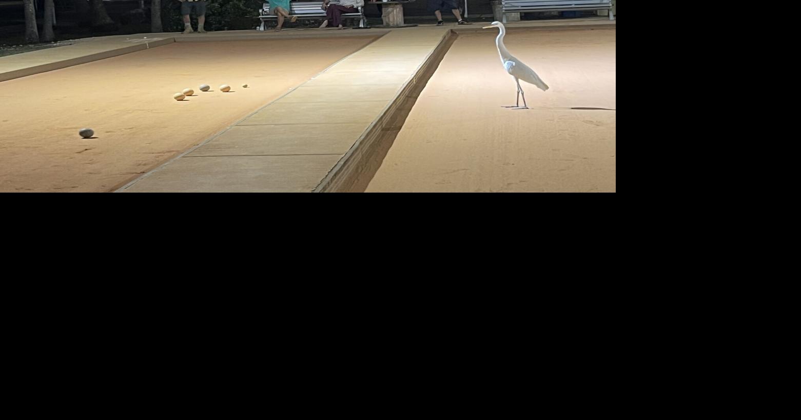 Egret with no regrets