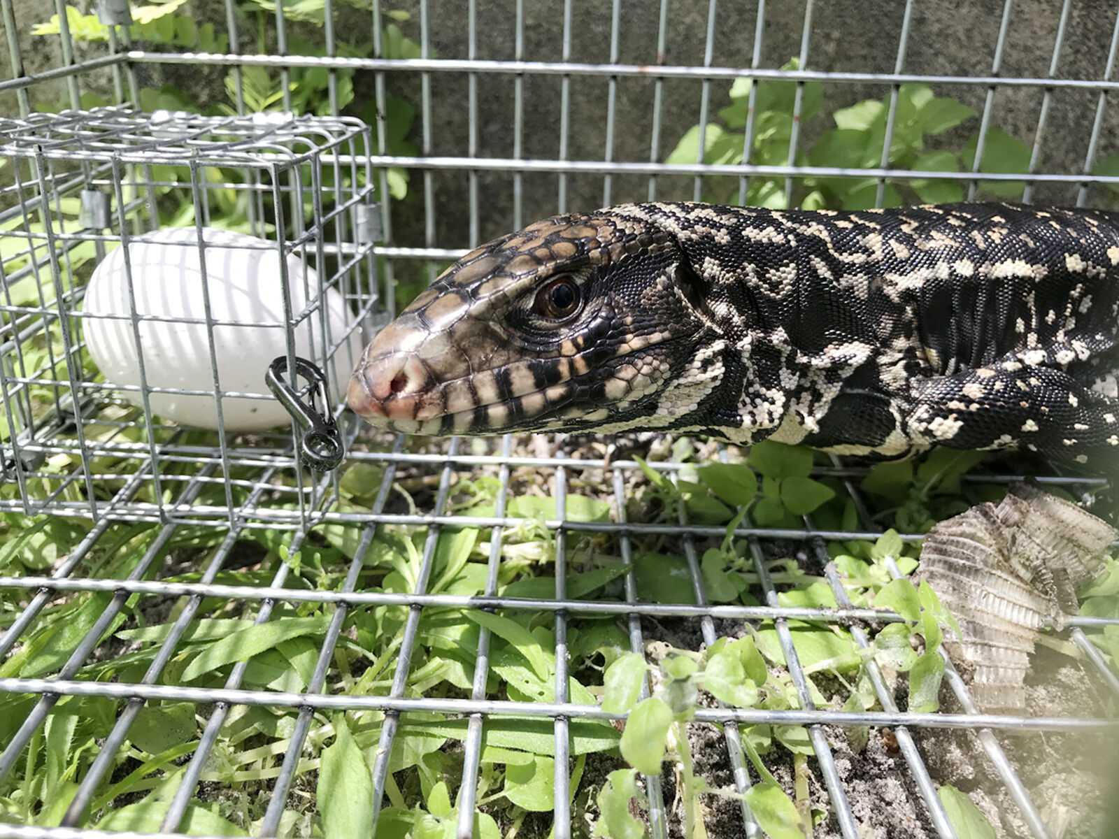 Invasive tegu found in north Key Largo | Local News | keysnews.com