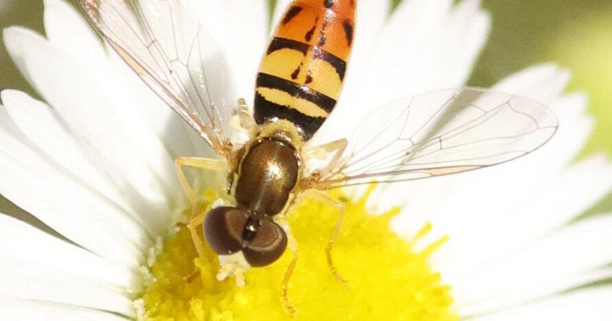 Pollinators active later in altered landscapes