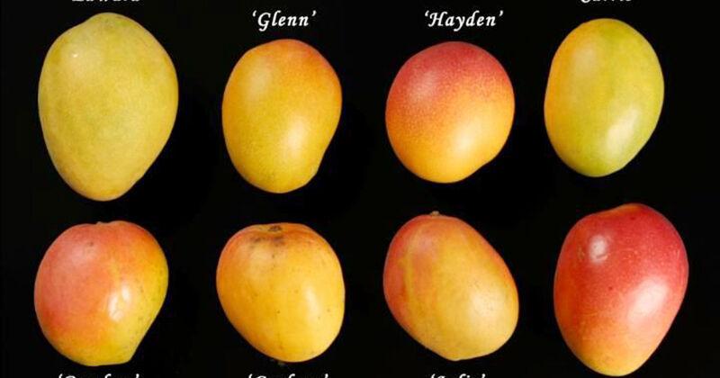 Manabe Mango How to manage mango mania | Features | keysnews.com