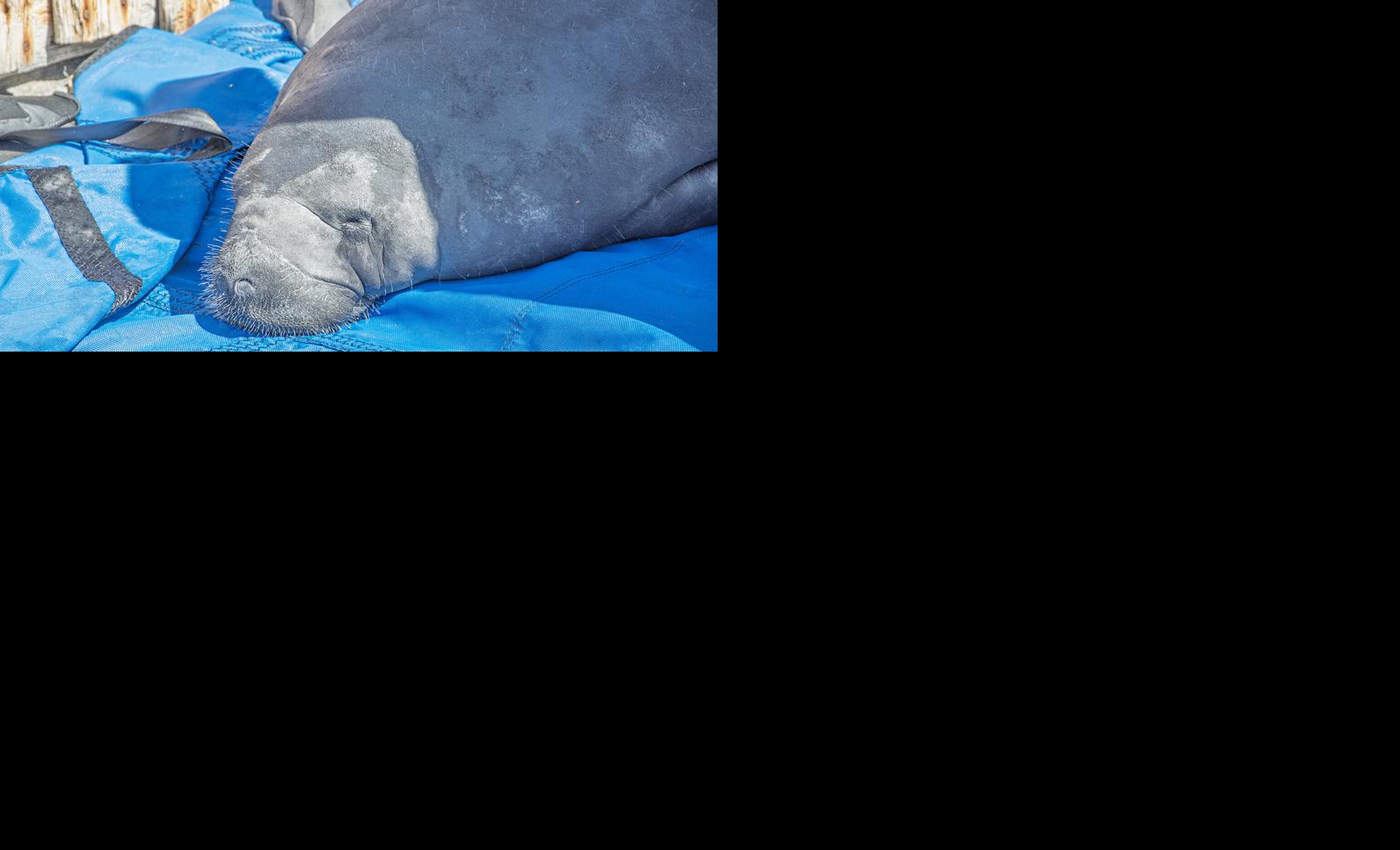 Rescued, rehabbed manatees released into wild waters | Local News ...