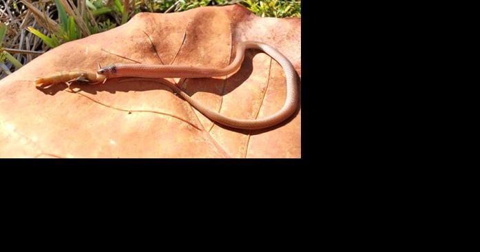 Cause of rare snake's death solved – somewhat - Vimarsana News