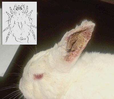 FS1185: Common Mites of Your Rabbit and Small Animal Part III: Ear Mites  and Canker (Rutgers NJAES)
