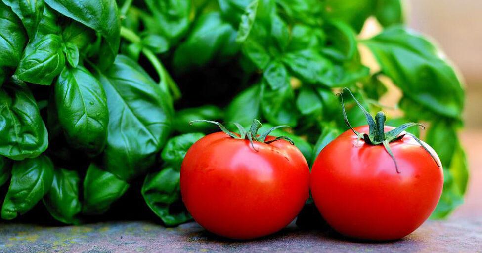 Everything's better with basil | Columns | keysnews.com