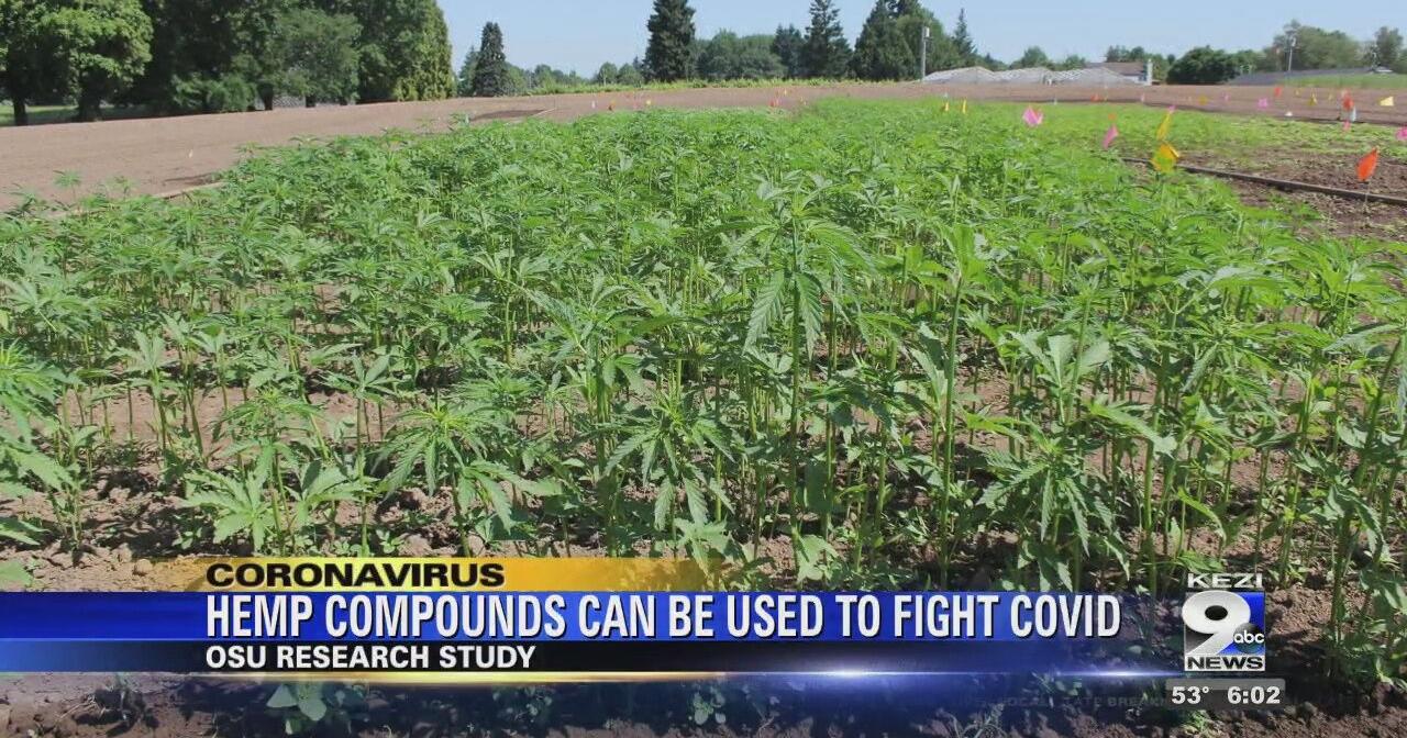 Hemp compounds can fight COVID-19, researchers say - Vimarsana News