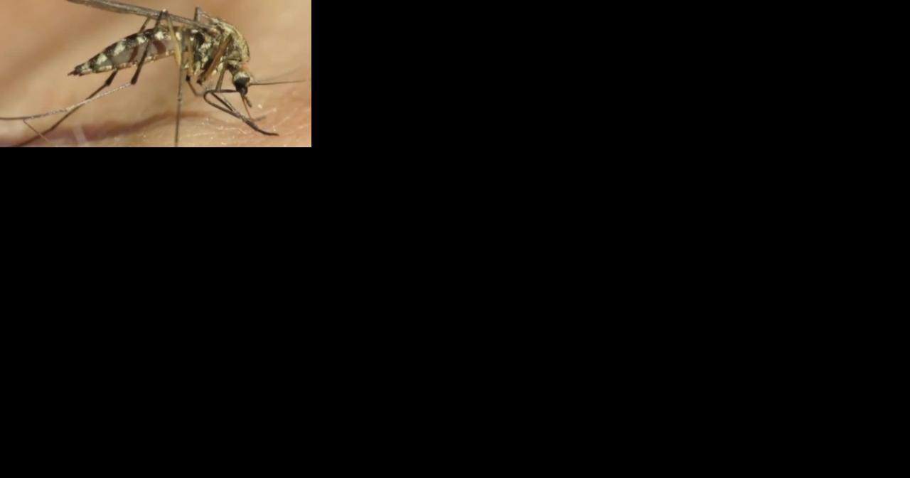 Warm and dry spring season brings a mosquito filled summer. - Vimarsana News