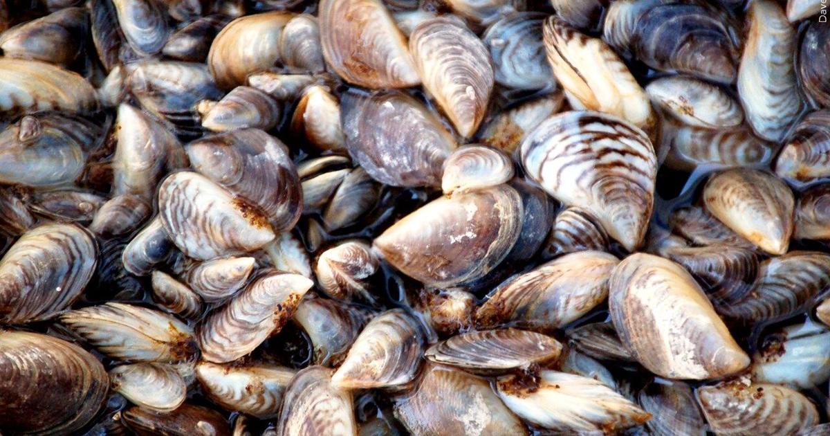Shellfish harvesting closed along the entire Oregon Coast due to high ...