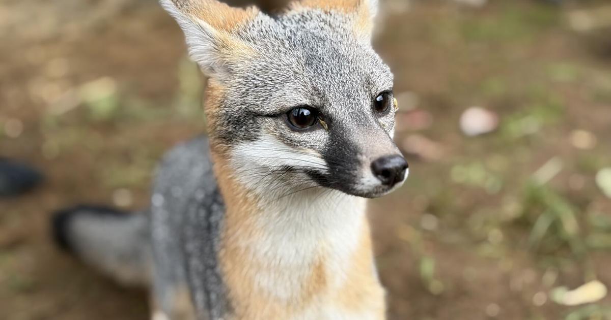 698bc5b27df08.image.jpg?crop=1662,873,0,