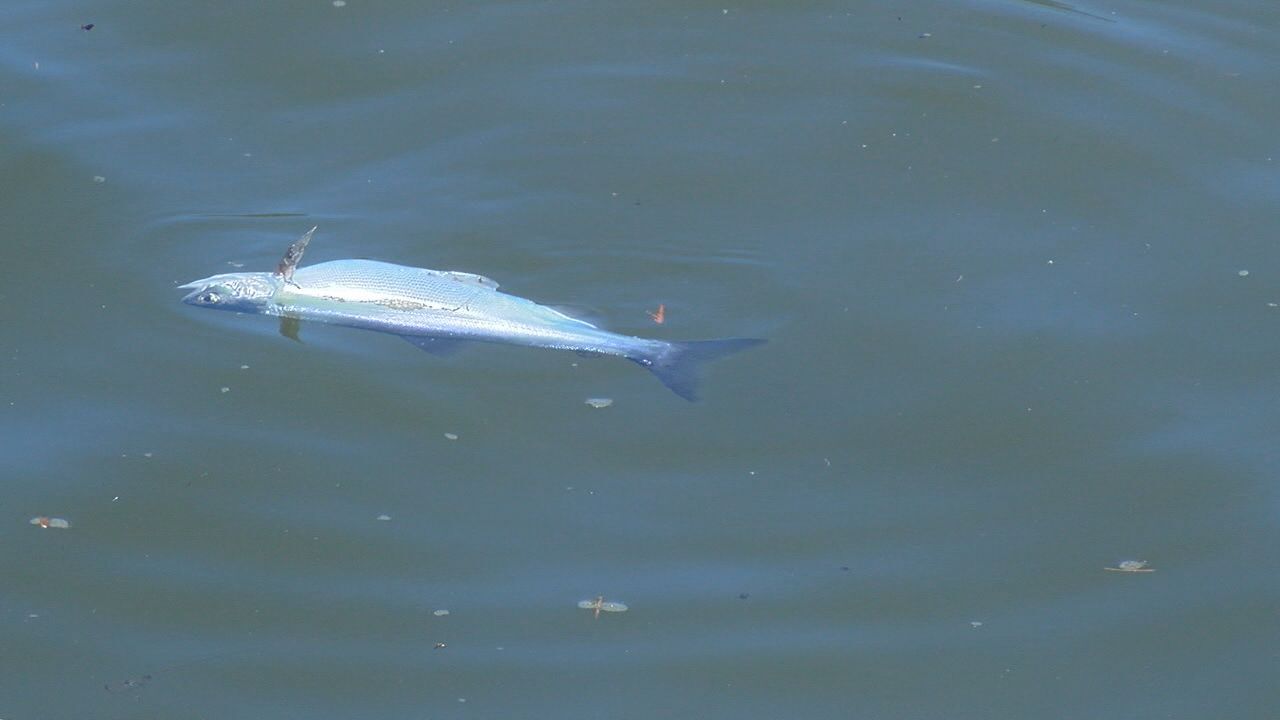 Hundreds of dead fish surface in Brush Creek