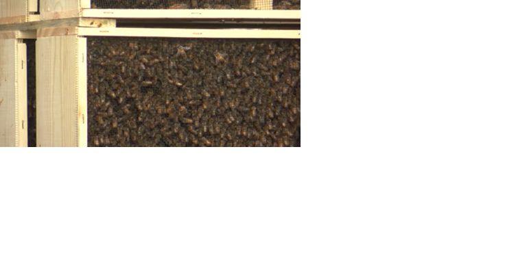 GloryBee celebrates bees with Bee Weekend - Vimarsana News