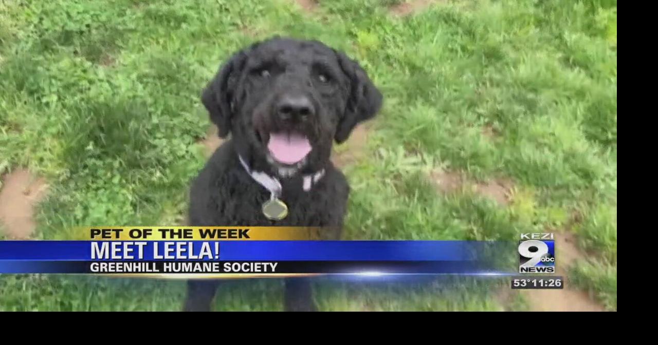 Pet of the Week Leela Video