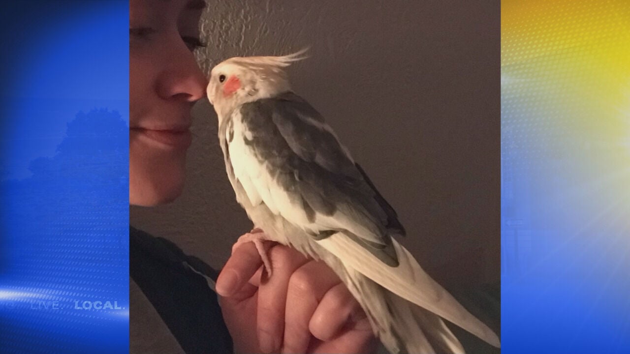 Cockatiel deals near me