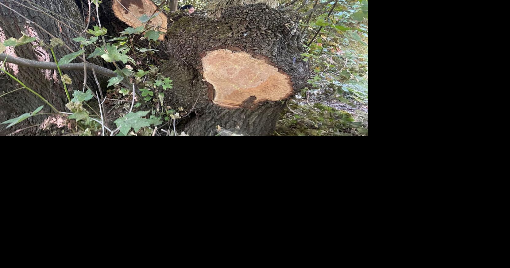 Albany officials on the lookout for suspects who cut into trees for