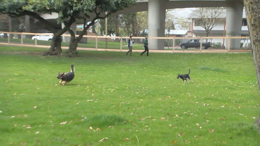 New 1.3acre dog park officially opens in Washington Jefferson park