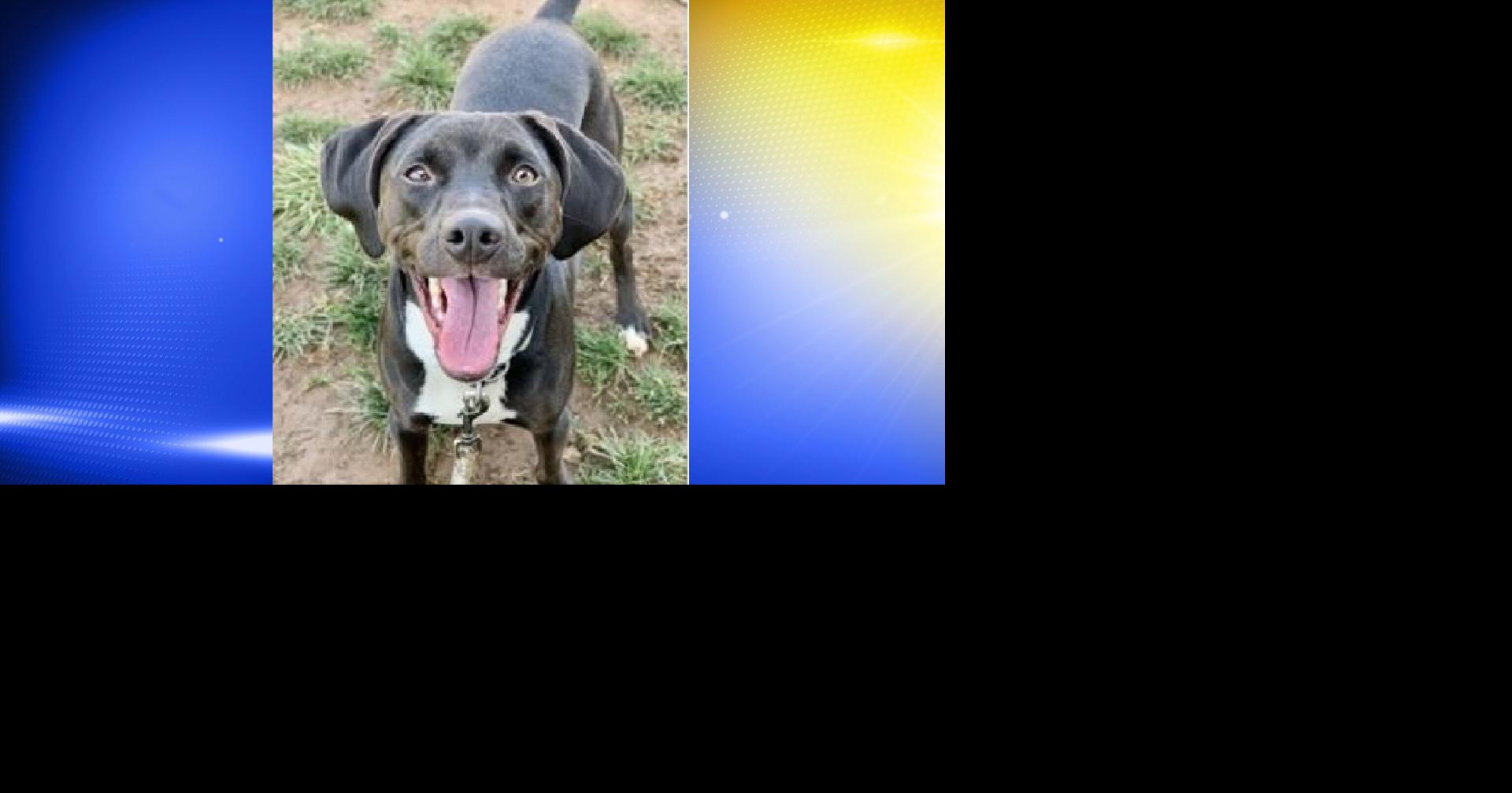 Pet of the Week: Roscoe | Local