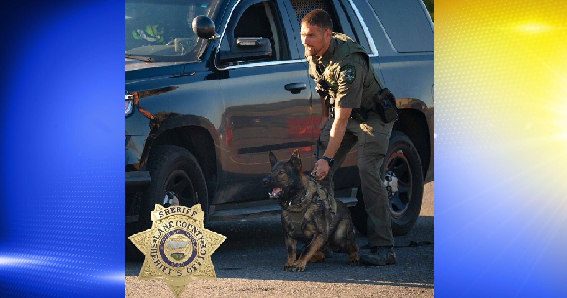 Two suspects nabbed by Lane County K9 in separate incidents on the same night - Vimarsana News