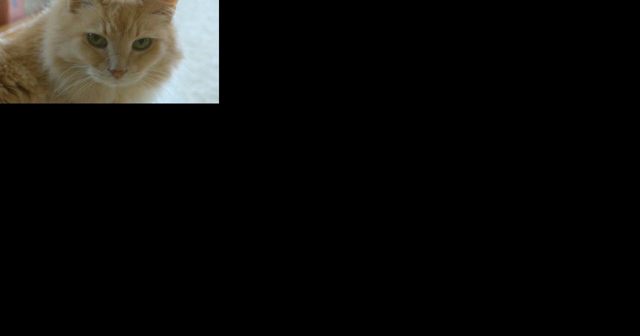 Local advocates looking for different options to spay and neuter kittens - Vimarsana News