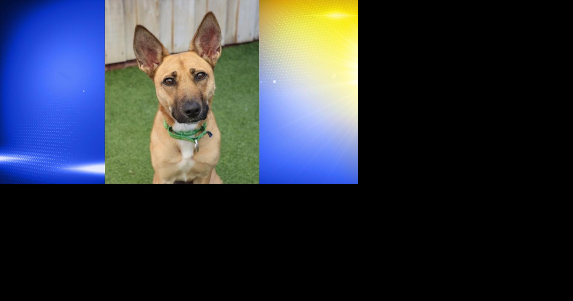 Pet of the Week: Frog