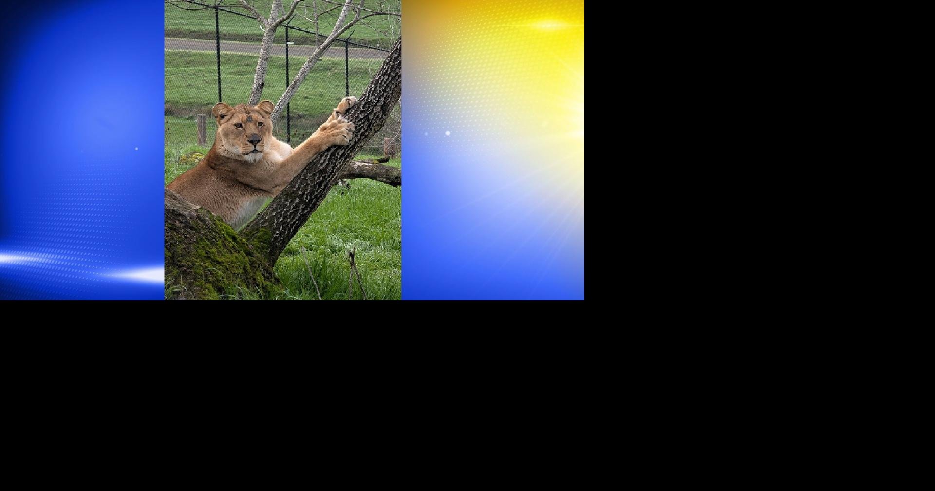 Wildlife Safari welcomes new lionesses from South Carolina