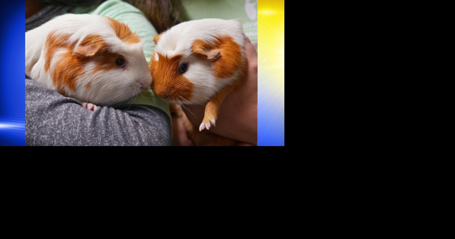 Pets of the Week: Rainbow and Sprinkles