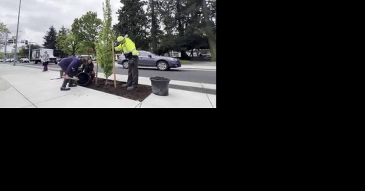 City of Eugene plants 75 new trees in honor of Arbor Day - Vimarsana News