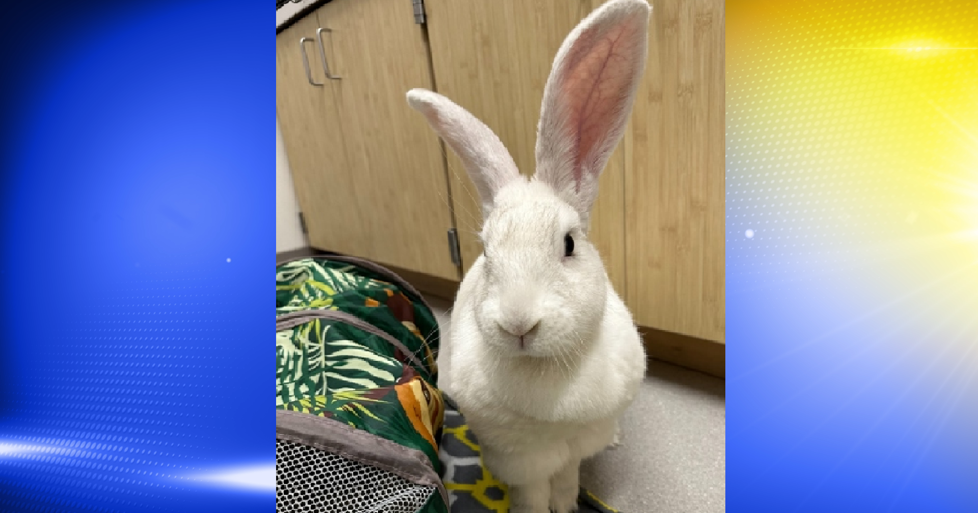Pet of the Week: Luna - Vimarsana News