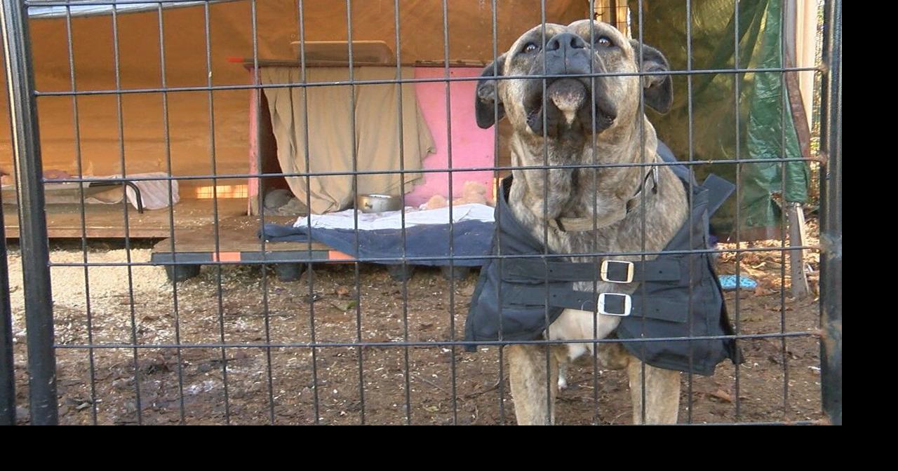 Dog dumpings, vet shortage, overpopulation are putting rescues at risk