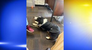 Border Collie Taken From Unhoused Woman While She Slept in Eugene