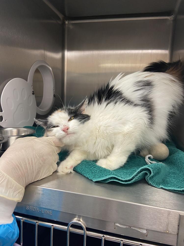 Greenhill Humane Society takes in 26 abandoned cats, puts them up for