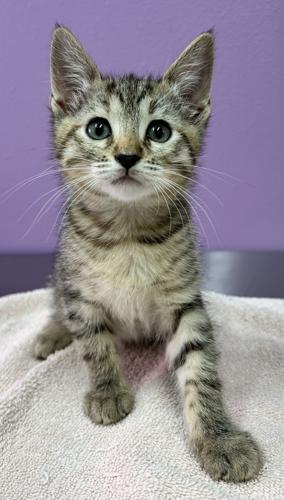Greenhill Humane Society urges foster adoptions during kitten season ...