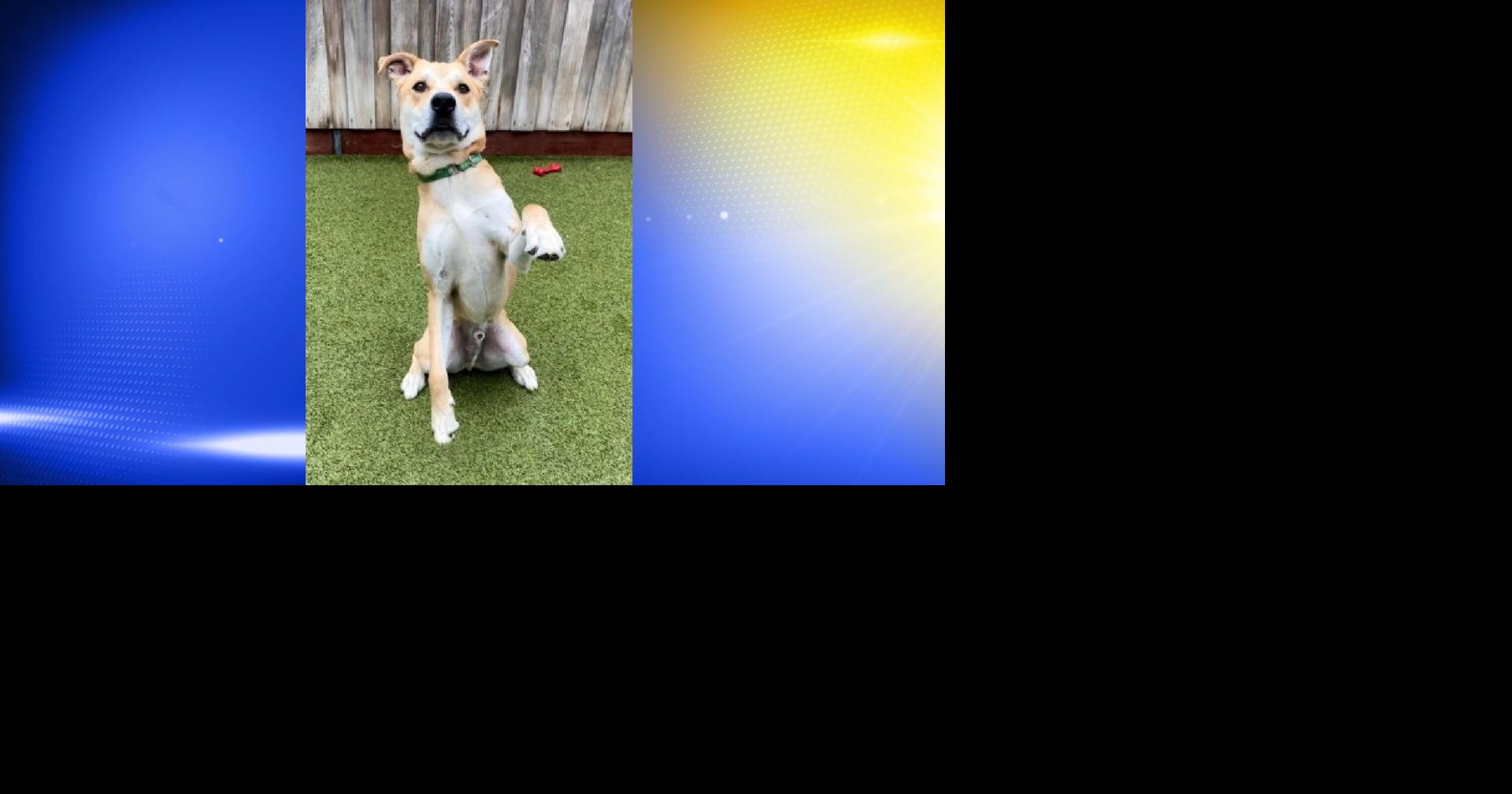 Pet of the Week: Knack